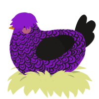 A violet and sable chicken with a double-lace pattern