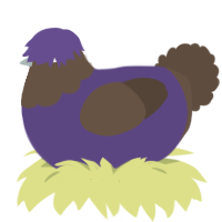 A overcast and bark chicken with a head pattern