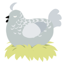 A silver and mist chicken with a half-lace pattern