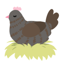 A grey and bark chicken with a bar pattern