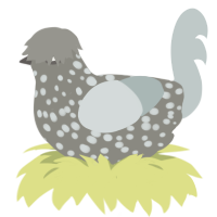 A ash and silver chicken with a speckle pattern