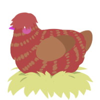 Rusty, a red and brown chicken with a bar pattern