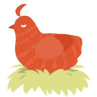 A vermilion chicken with a bar pattern