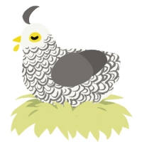 A white and grey chicken with a double-lace pattern