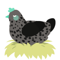 A grey and black chicken with a speckle pattern