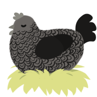 A grey and sable chicken with a double-lace pattern