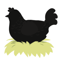 Scrying Mirror, a black and sable chicken with a half-lace pattern