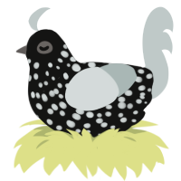 A black and silver chicken with a speckle pattern