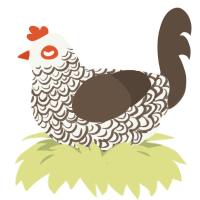 A white and bark chicken with a double-lace pattern
