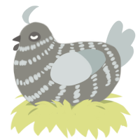 A ash and silver chicken with a bar pattern