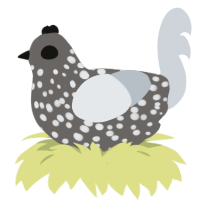 A grey and mist chicken with a speckle pattern