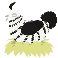 A white and sable chicken with a bar pattern