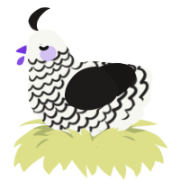 A white and sable chicken with a lace pattern