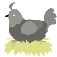 A grey and ash chicken with a head pattern