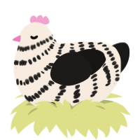 Zebra Cake, a cream and sable chicken with a bar pattern