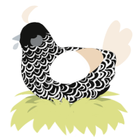 A black and cream chicken with a double-lace pattern