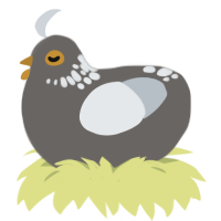 A grey and mist chicken with a neck-speckle pattern