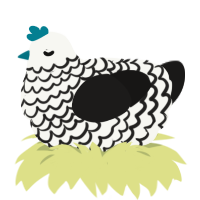 A white and sable chicken with a lace pattern