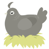 A ash chicken with a neck-band pattern