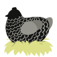 (unnamed), a black and ash chicken with a lace pattern