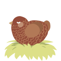 mudpie, a russet and brown chicken with a lace pattern