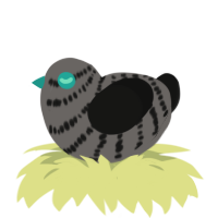 GIR, a grey and black chicken with a bar pattern