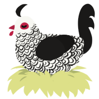 A white and sable chicken with a double-lace pattern