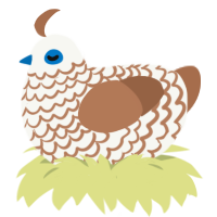 Espresso Macchiato, a white and brown chicken with a lace pattern