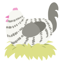 A white and ash chicken with a bar pattern