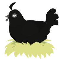 Coo, a black chicken with a head pattern