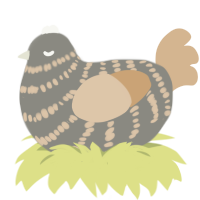 A ash and beige chicken with a bar pattern