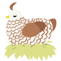 A white and brown chicken with a lace pattern