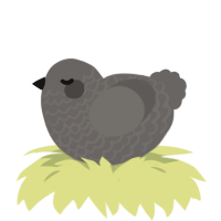 Pebble, a grey chicken with a lace pattern