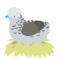 EggNest Henmingway, a mist and grey chicken with a half-lace pattern