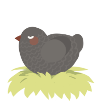 Golem, a grey chicken with a lace pattern