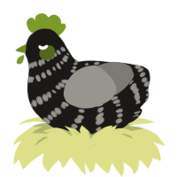A sable and ash chicken with a bar pattern