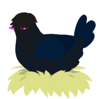Tumblr Goth, a sable and tumblr chicken with a double-lace pattern