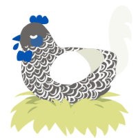 Ashutd, a grey and white chicken with a double-lace pattern