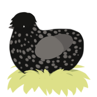 Mercy, a black and grey chicken with a speckle pattern