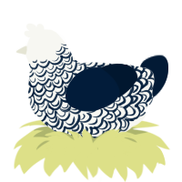 (unnamed), a white and tumblr chicken with a double-lace pattern