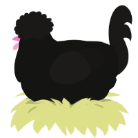 A black and sable chicken