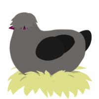 Forgery, a grey and sable chicken