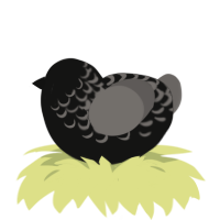 radio interference 1, a black and grey chicken with a half-lace pattern