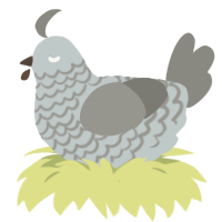 (unnamed), a silver and ash chicken with a lace pattern
