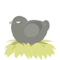 Remember, a ash chicken with a neck-band pattern