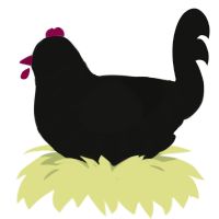 Keling, a black chicken with a bar pattern