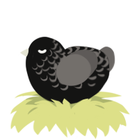 Valentines orphan, a black and grey chicken with a half-lace pattern