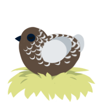 Choc, a bark and mist chicken with a half-lace pattern