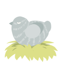 (unnamed), a silver chicken with a bar pattern