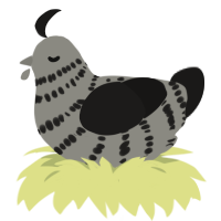 A ash and sable chicken with a bar pattern